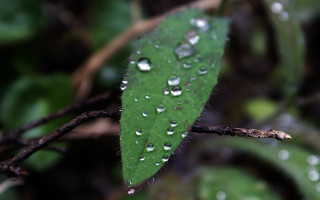 Green leaf water droplets branch - a few other leaf free wallpaper