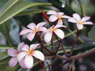 Pink flowers green leaves blurry - the background and a blurry background behind them free wallpaper