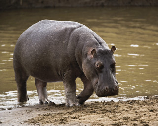 Hippo head sand nose water - anne nasmyth free wallpaper