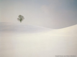 Lone tree snowy landscape blue 2 - andreas gursky free wallpaper