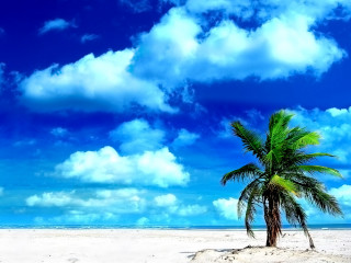 Palm tree beach blue sky 8 - the sky above free wallpaper