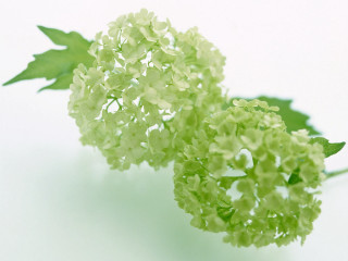 Close up flower white surface - simple free wallpaper