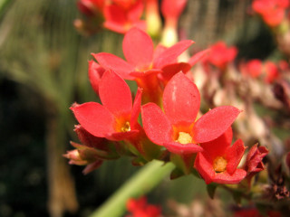 Red flower green stems blurry 4 - the background and a blurry background behind free wallpaper