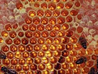 Honeycomb closeup bees inside bee 3 - fructose free wallpaper