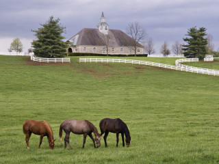 Horses grazing field barn background - a barn in the background free wallpaper