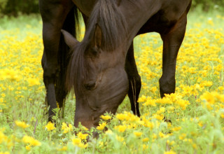 Horse field yellow flowers background - ancell stronach free wallpaper