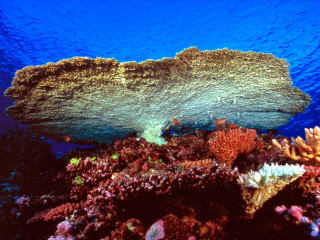 Coral reef blue background water 2 - underwater free wallpaper for desktop