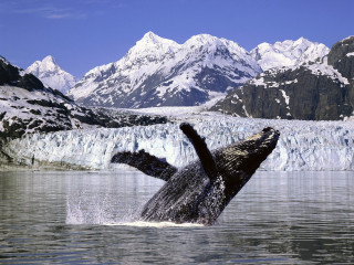 Humpback whale jump diving water - alson s. clark free wallpaper