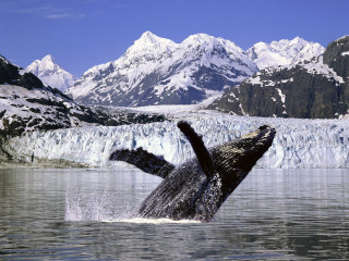 Humpback whale jump diving water 2 - alson s. clark free wallpaper for desktop
