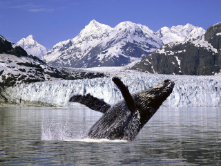 Humpback whale jumping mountains ocean - wildlife photography free wallpaper for desktop