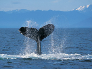 Whale jumping water mouth open 3 - a whale free wallpaper