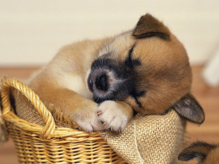 Small dog sleeping basket floor 2 - the floor of a house free wallpaper