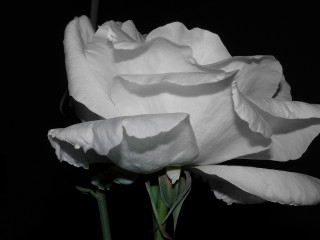 White rose dark open petals 2 - a white rose free wallpaper