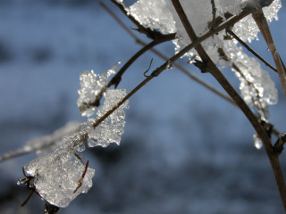 Plant ice leaves blue sky - a close up of a plant free wallpaper