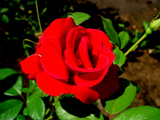 Red rose green leaves sunlight 2 - a red rose free wallpaper for desktop