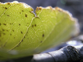 Leaf dirt closeup blurry background - surface and a blurry background free wallpaper for desktop