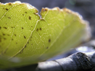 Close up leaf dirt bugs - dirt free wallpaper
