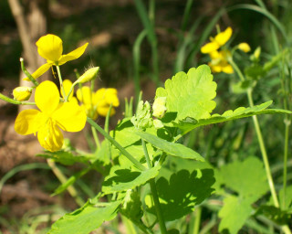 Yellow flower butterfly bee grass - betye saar free wallpaper for desktop