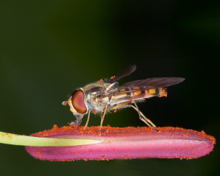 Fly on flower wings spread 2 - its wing free wallpaper