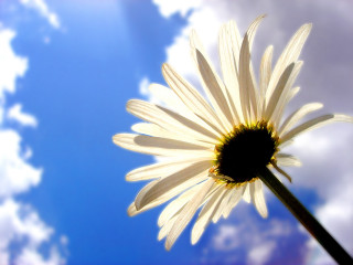 White flower blue sky clouds 3 - the sky behind free wallpaper