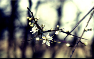 Branch white flowers forest no 4 - a blurry background of trees free wallpaper