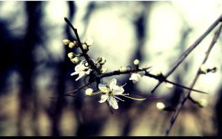 Branch white flowers forest no 2 - a blurry background of trees free wallpaper for desktop