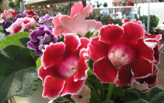 Flowers vase table store green 3 - vivid color free wallpaper