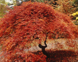 Tree red leaves park bench 2 - a park area free wallpaper