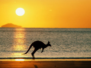 Kangaroo running beach sunset island - a kangaroo free wallpaper