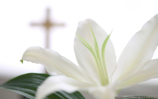 White flower cross blurry background - dionisiu free wallpaper for desktop