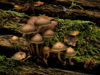 Mushrooms tree stump forest moss 2 - photorealistic imagery free wallpaper