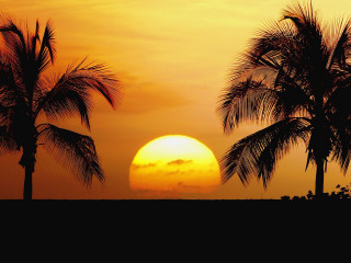 Sunset palm trees surfboard person 3 - a surfboard in the foreground free wallpaper