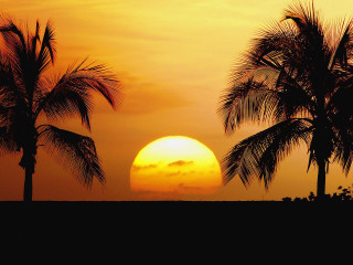 Sunset palm trees surfboard person 5 - a yellow sky free wallpaper