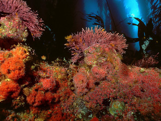 Seaweed coral diver underwater ocean - domirinic fegallia free wallpaper