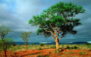 Tree field cloudy sky foreground - free landscape wallpaper