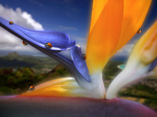 Flower ladybugs petals sky clouds 2 - photorealism free wallpaper for desktop