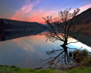 Tree water sunset pink sky - atmospheric free wallpaper