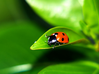 Ladybug green leaf dew macro - a lady bug free wallpaper