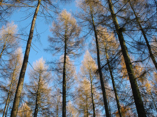 Tall trees bare forest blue 3 - blue sky in the background free wallpaper