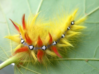 Yellow caterpillar black eyes white 4 - black eye free wallpaper