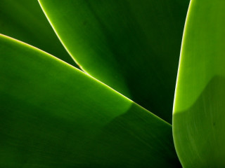 Green plant macro photorealism leaves - a green plant free wallpaper