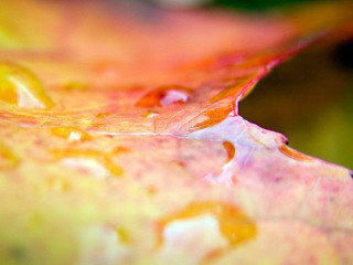 Leaf water drops green background 4 - a close up of a leaf free wallpaper