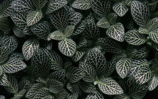 Green white leaves black background - andreas gursky free wallpaper