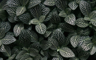Green white leaves black background 2 - andreas gursky free wallpaper