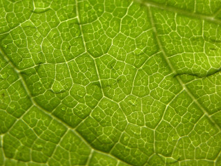 Green leaf macro light reflection - thin free wallpaper for desktop
