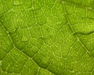 Green leaf macro naturalism honeycomb - thin free wallpaper for desktop