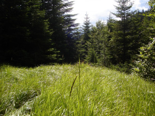 Tall grass trees blue sky 2 - domirinic fegallia free wallpaper