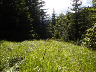 Tall grass trees blue sky 5 - tall free wallpaper