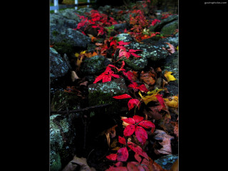 Rocks red leaves bench background - a bench in the background free wallpaper