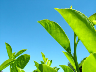 Green plant leaves blue sky - a close up free wallpaper for desktop
